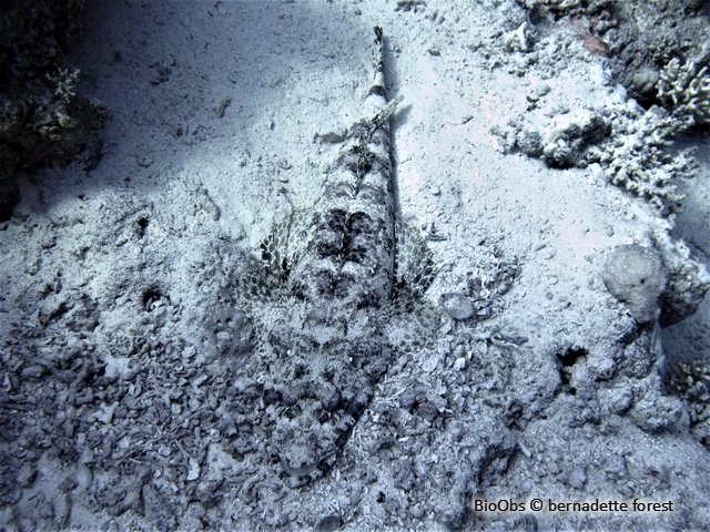 Poisson-crocodile tapis - Papilloculiceps longiceps - bernadette forest - BioObs