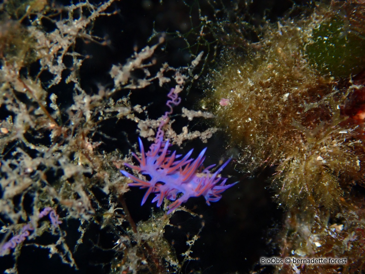 Flabelline mauve ponte - Flabellina - bernadette forest - BioObs