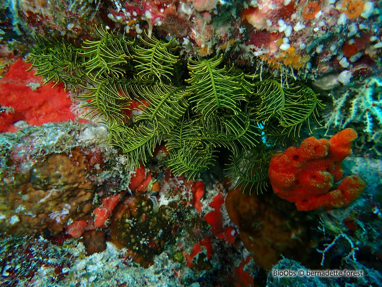 Comatule multi radiée - capillaster multiradiatus - bernadette forest - BioObs