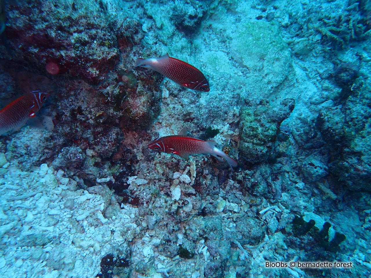 Poisson-écureuil à queue blanche - Sargocentron caudimaculatum - bernadette forest - BioObs