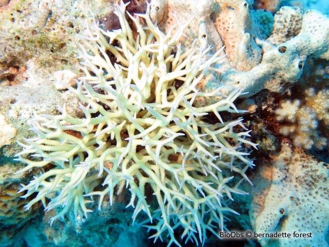 Corail-aiguille - Seriatopora hystrix - bernadette forest - BioObs