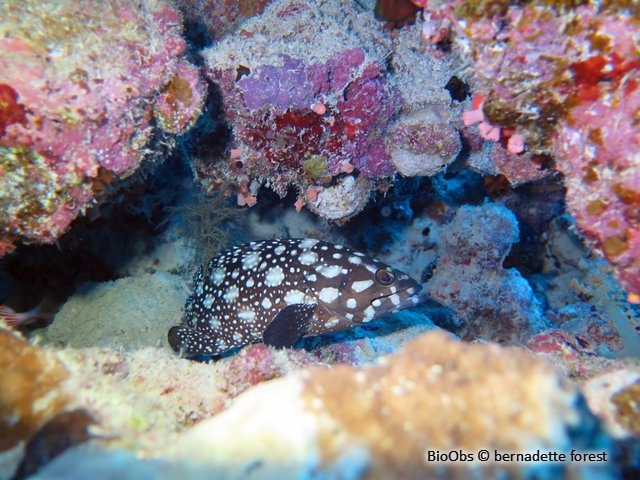 Mérou de Summan - Epinephelus summana - bernadette forest - BioObs