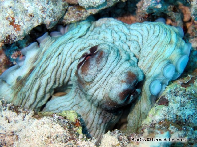 Poulpe de récif - Octopus cyanea - bernadette forest - BioObs