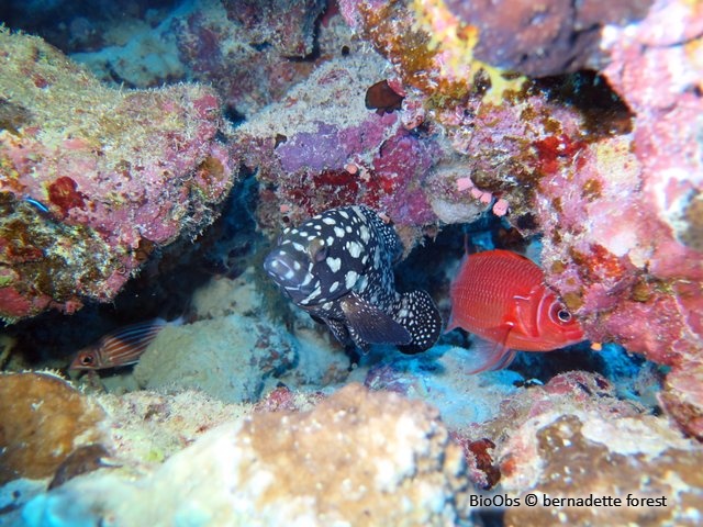 Mérou de Summan - Epinephelus summana - bernadette forest - BioObs