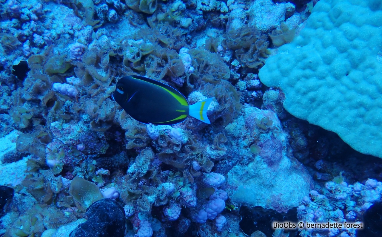 Chirurgien à joue blanche - Acanthurus nigricans - bernadette forest - BioObs