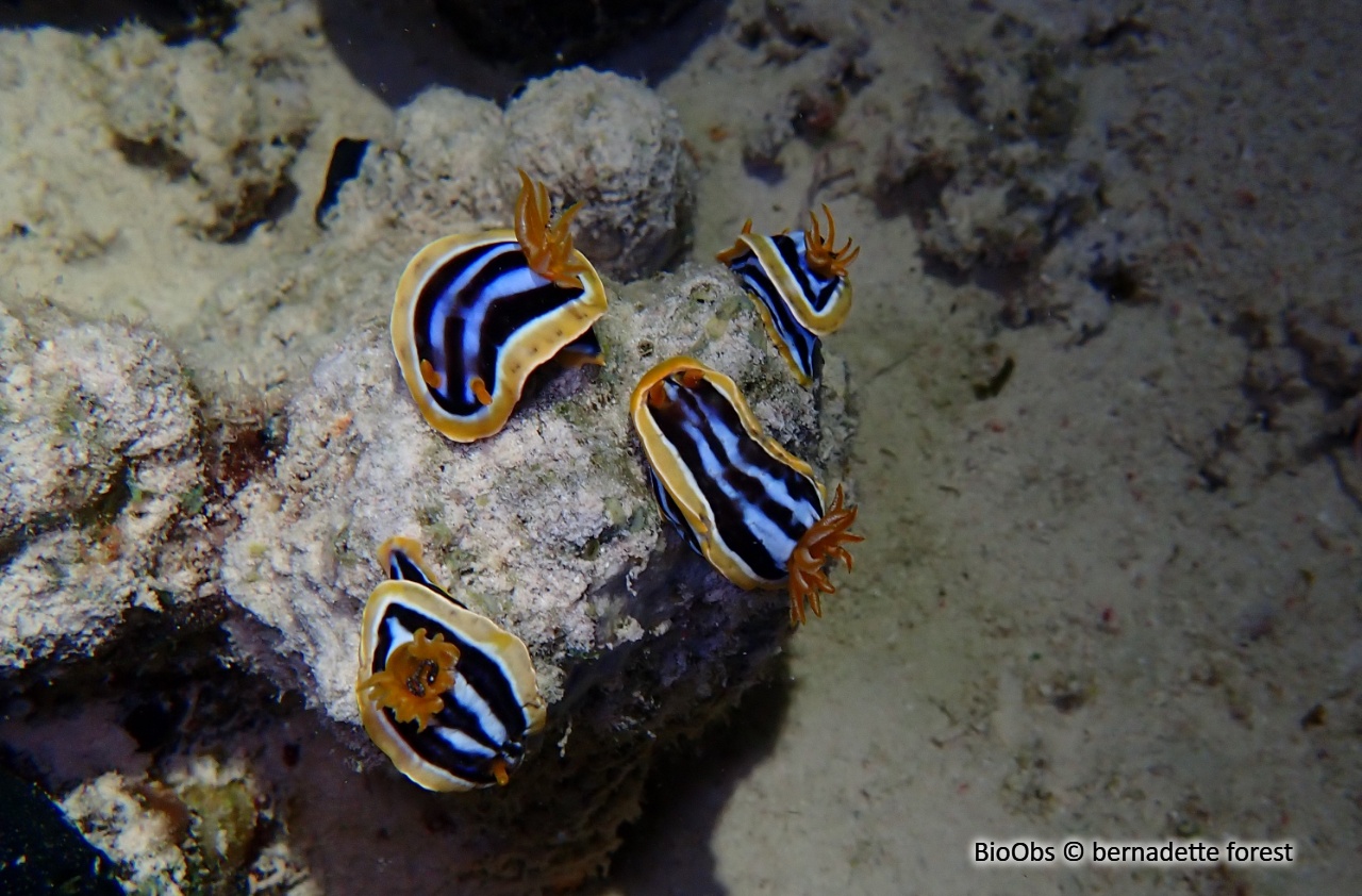 Doris-pyjama - Chromodoris quadricolor - bernadette forest - BioObs