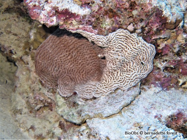 Corail porcelaine rugueux - Leptoseris scabra - bernadette forest - BioObs