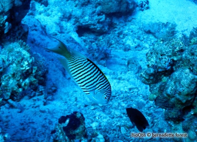 Poisson-ange zébré de l'Océan Indien - Genicanthus caudovittatus - bernadette forest - BioObs