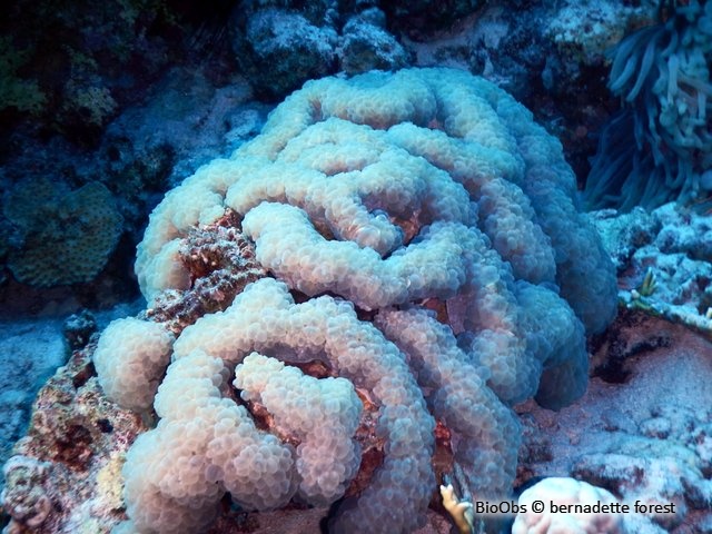 Corail à bulles sinueux - Plerogyra sinuosa - bernadette forest - BioObs