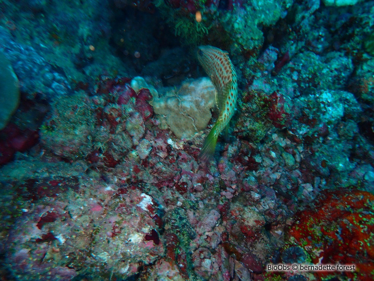 Mérou élégant - Anyperodon leucogrammicus - bernadette forest - BioObs