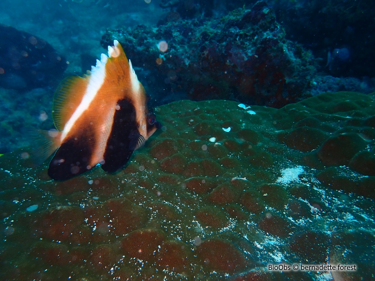 Poisson-cocher du Pacifique - Heniochus chrysostomus - bernadette forest - BioObs