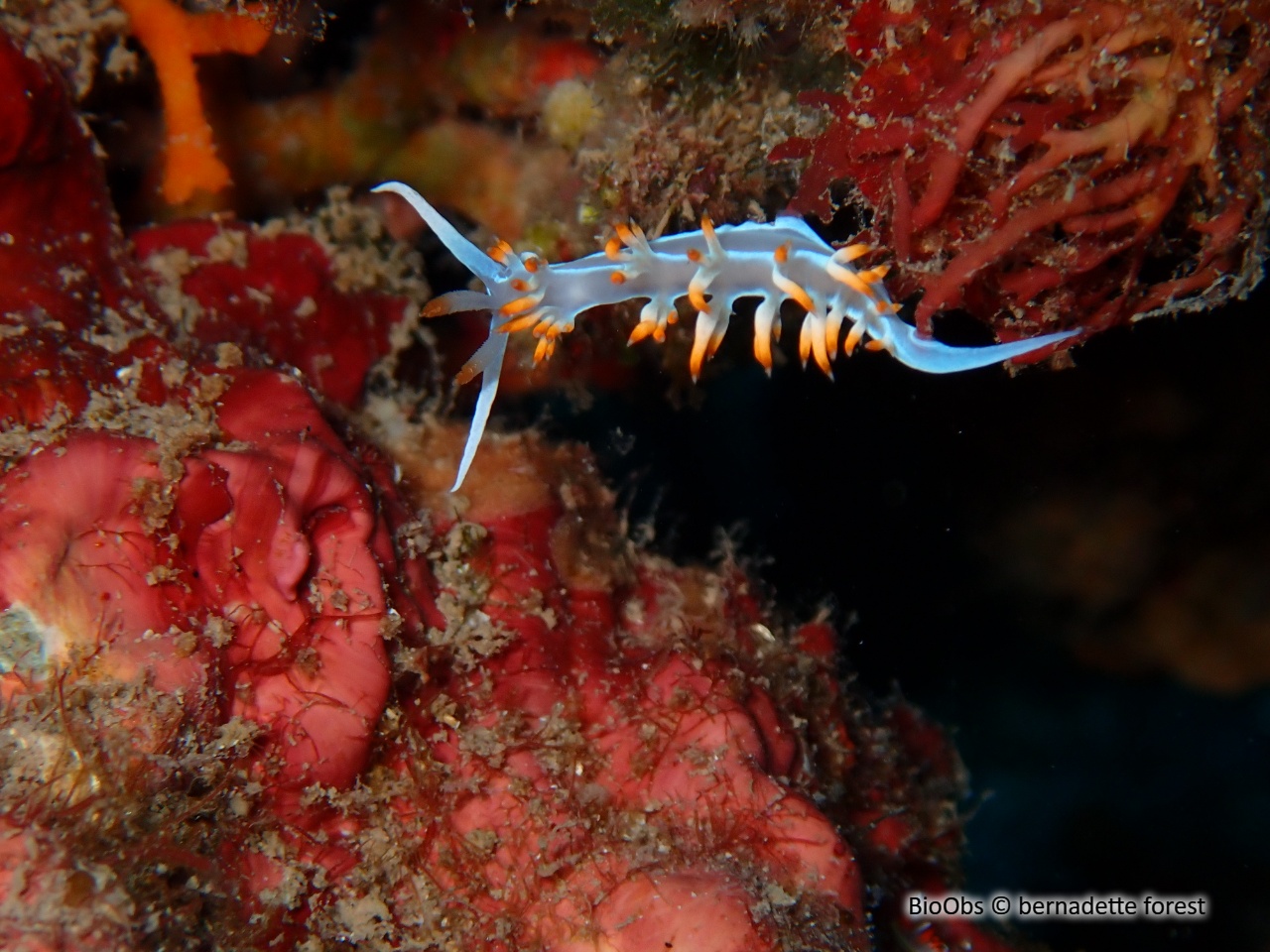 Flabelline blanche - Luisella babai - bernadette forest - BioObs