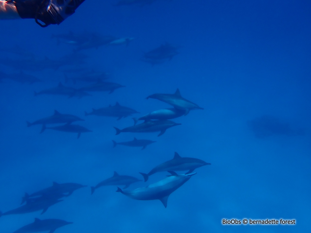 Dauphin à long bec Stenella longirostris BioObs — free download