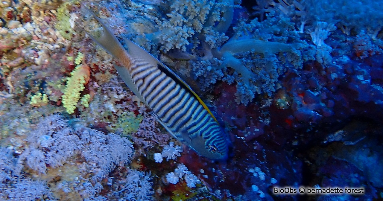 Poisson-ange zébré de l'Océan Indien - Genicanthus caudovittatus - bernadette forest - BioObs