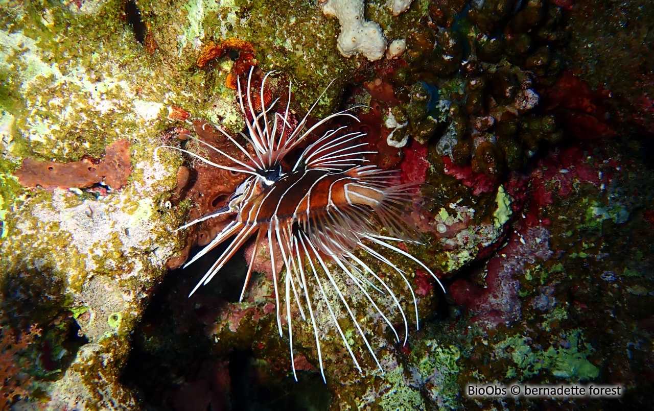 Poisson-scorpion de Mer Rouge - Pterois cincta - bernadette forest - BioObs