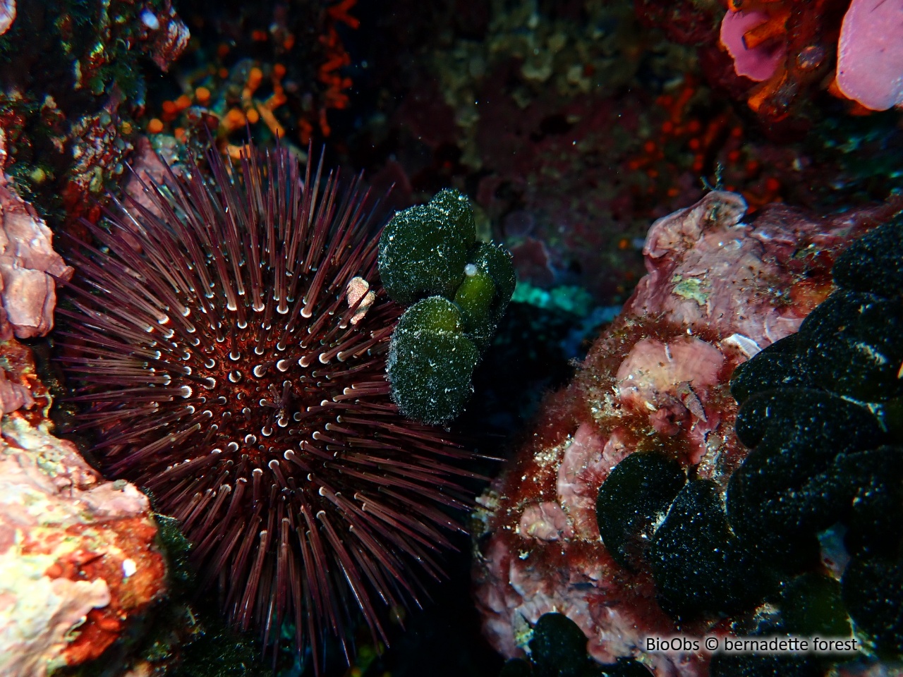 Oursin violet - Paracentrotus lividus - bernadette forest - BioObs