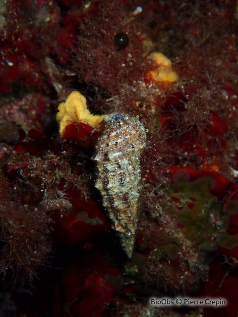 Cérithe goumier - Cerithium vulgatum - bernadette forest - BioObs