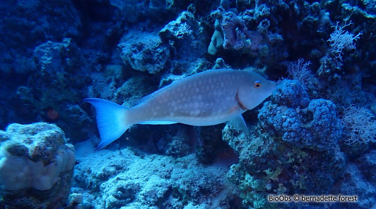 Poisson perroquet à nez long - Hipposcarus harid - bernadette forest - BioObs
