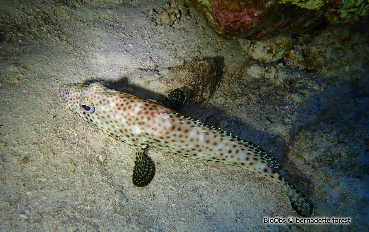Mérou loutre - Epinephelus tauvina - bernadette forest - BioObs