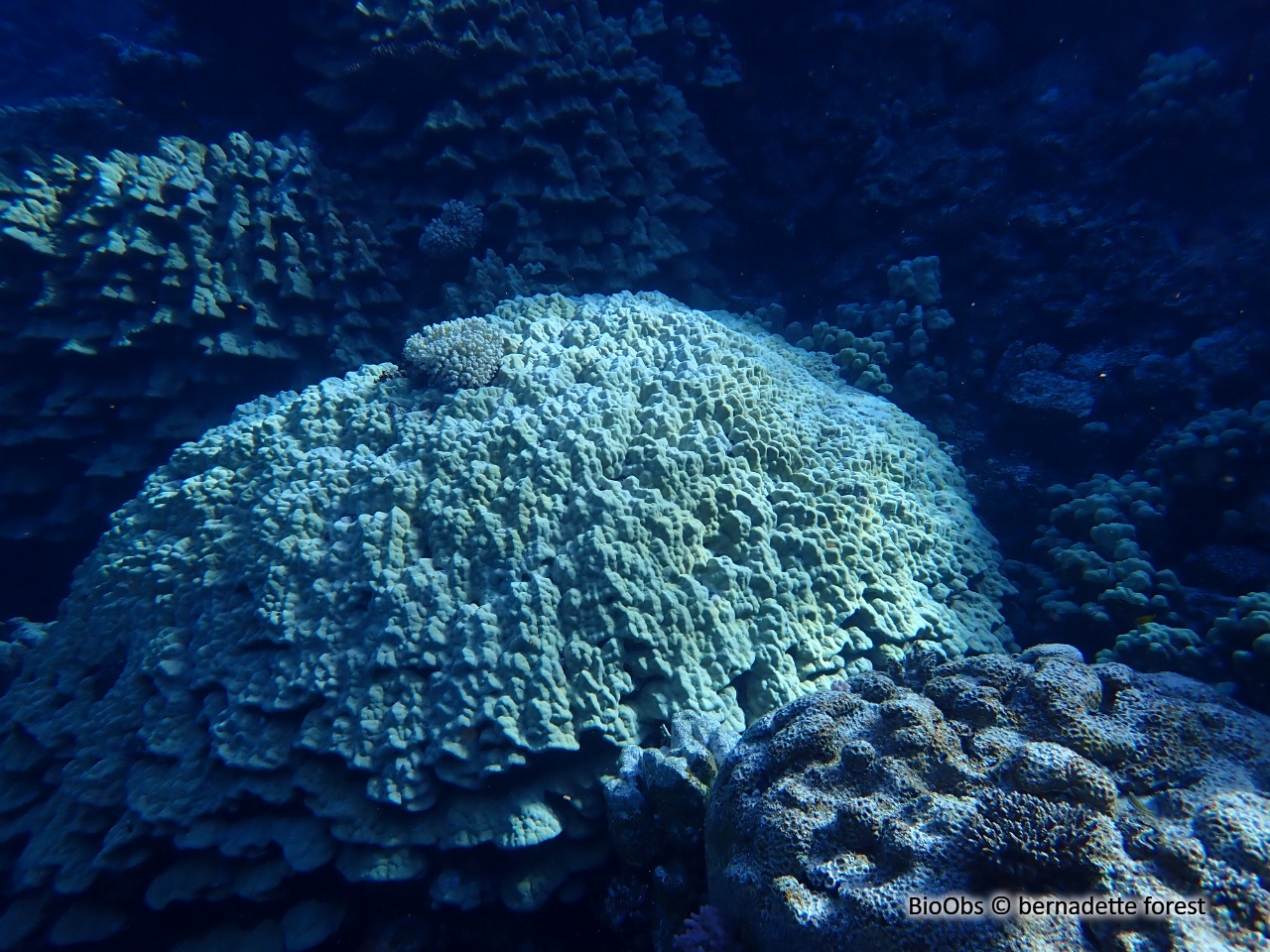 Corail poreux montagneux - Porites lutea - bernadette forest - BioObs