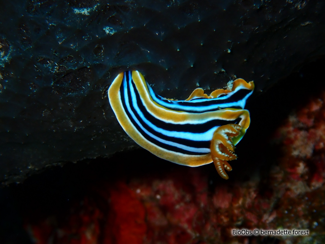 Doris-pyjama - Chromodoris quadricolor - bernadette forest - BioObs