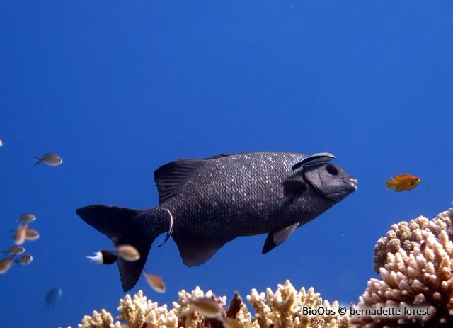 Saupe grise - Kyphosus cinerascens - bernadette forest - BioObs