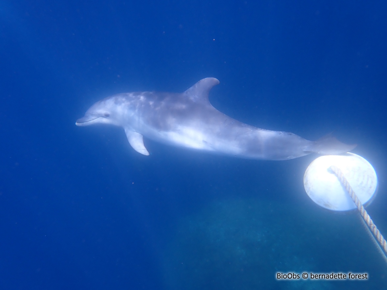 Grand dauphin - Tursiops truncatus - bernadette forest - BioObs