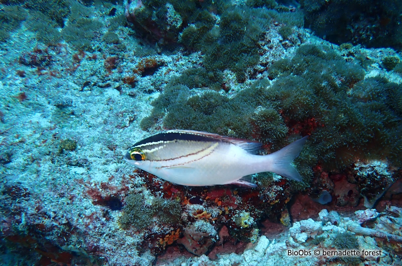 Happeur à deux lignes - Scolopsis bilineata - bernadette forest - BioObs