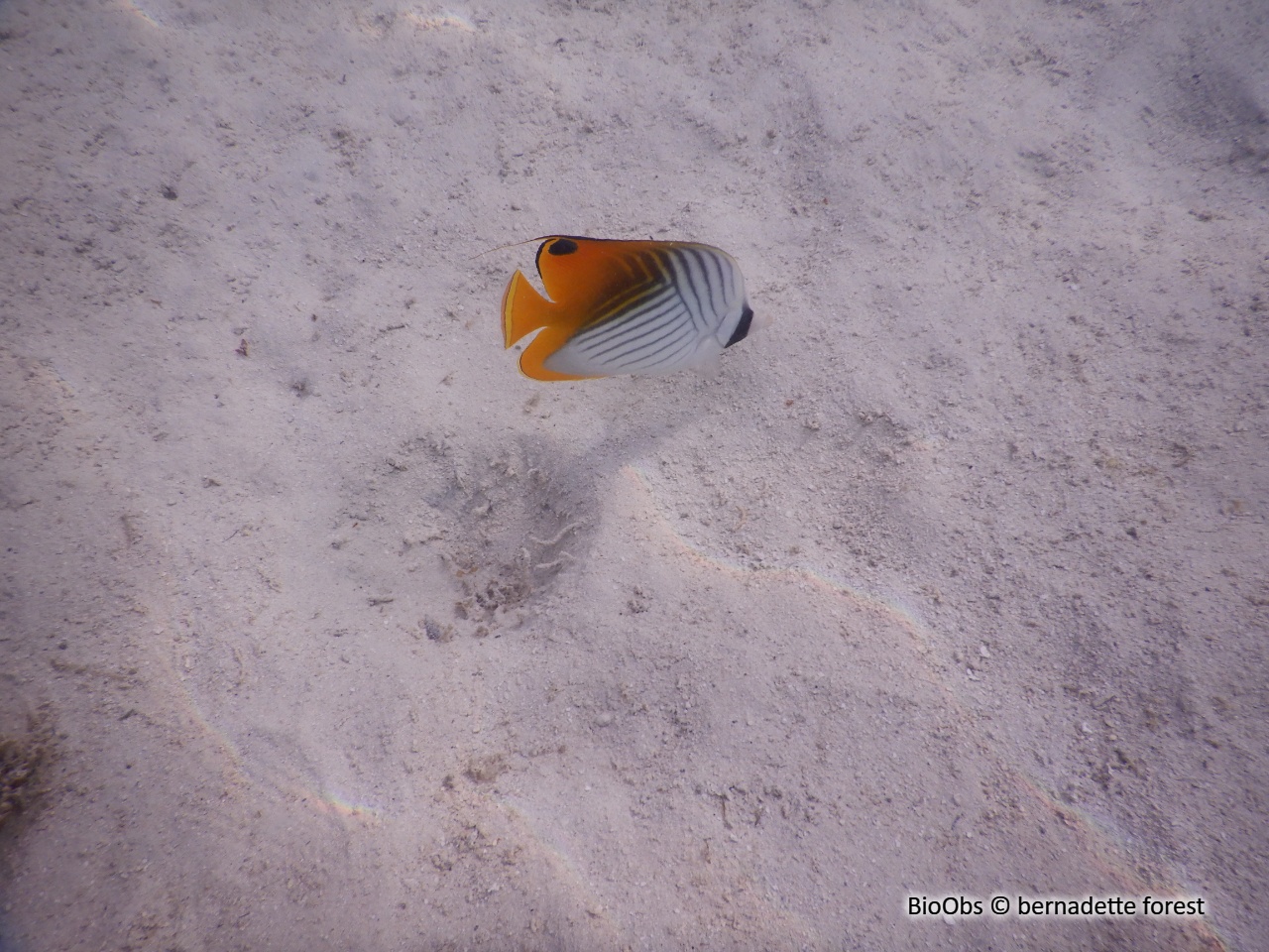 Poisson-papillon cocher - Chaetodon auriga - bernadette forest - BioObs