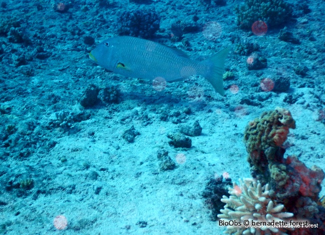 Bec de cane à lèvres jaunes - Lethrinus xanthochilus - bernadette forest - BioObs