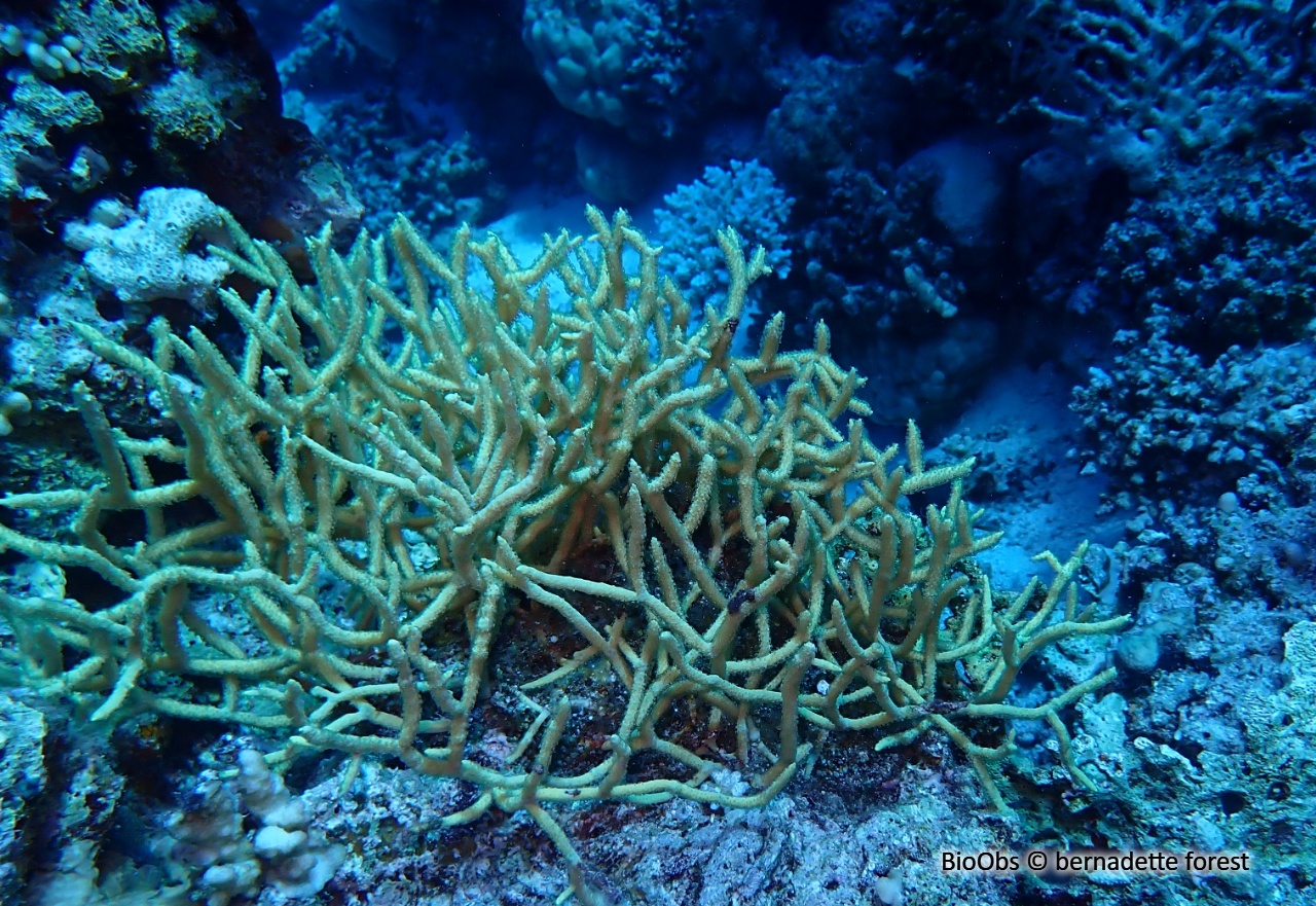 Corail-aiguille - Seriatopora hystrix - bernadette forest - BioObs