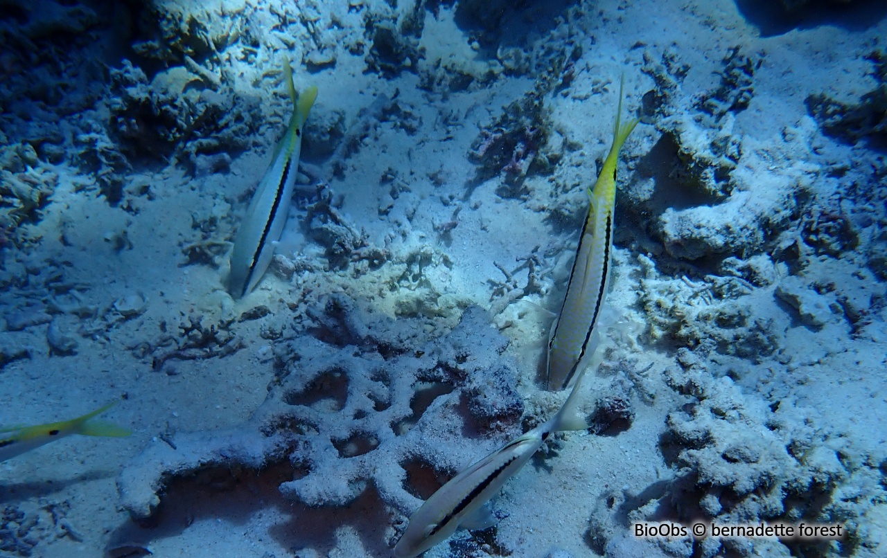 Rouget de Mer Rouge - Parupeneus forsskali - bernadette forest - BioObs