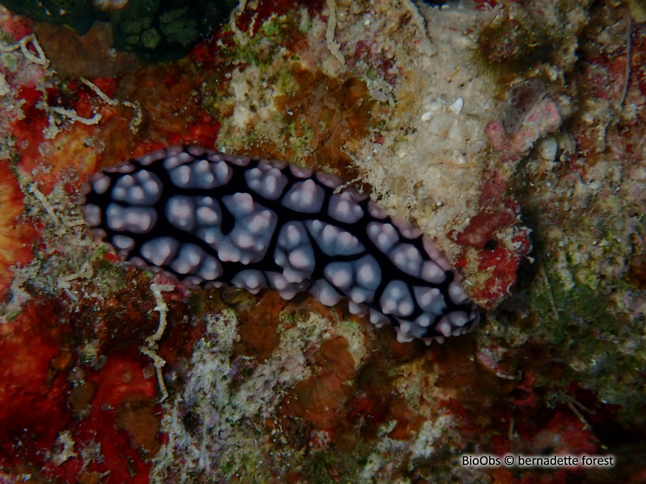 Phyllidie pustuleuse - Phyllidiella pustulosa - bernadette forest - BioObs