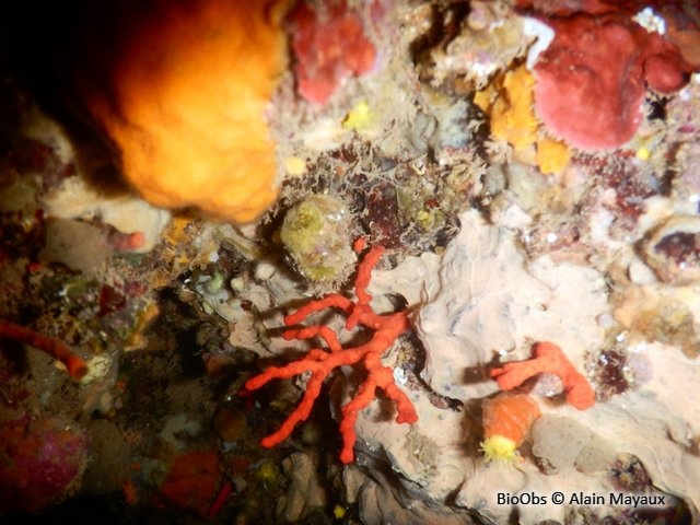 Corail rouge - Corallium rubrum - bernadette forest - BioObs