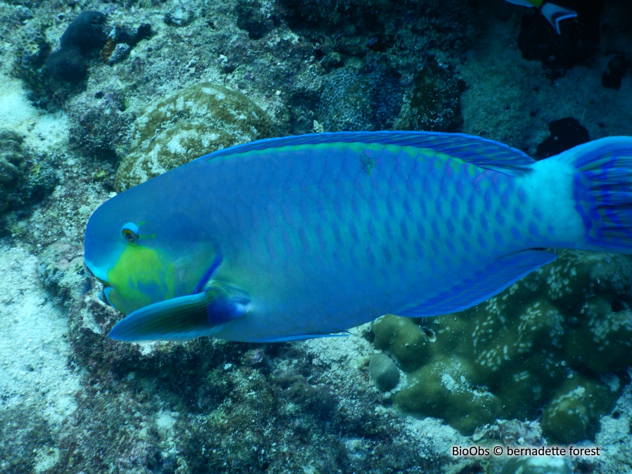 Perroquet grand bleu - Chlorurus strongylocephalus - bernadette forest - BioObs