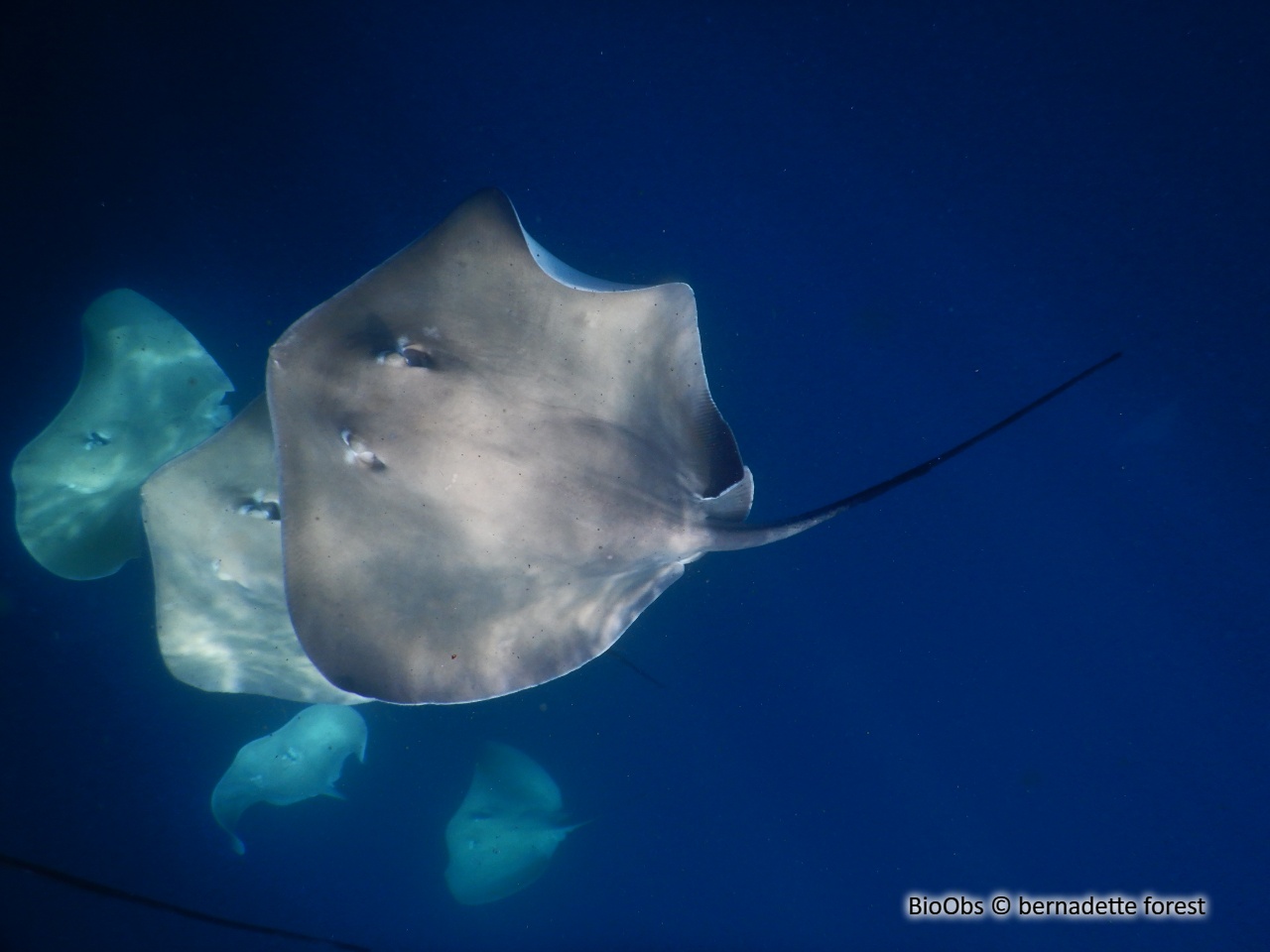 Pastenague commune - Dasyatis pastinaca - bernadette forest - BioObs