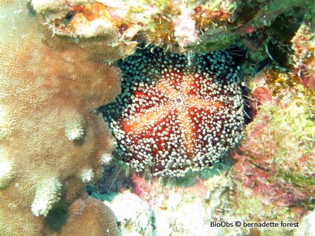 Oursin-cuir de mer Rouge - Asthenosoma marisrubri - bernadette forest - BioObs