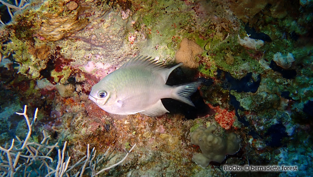 Demoiselle des Maldives - Amblyglyphidodon indicus - bernadette forest - BioObs