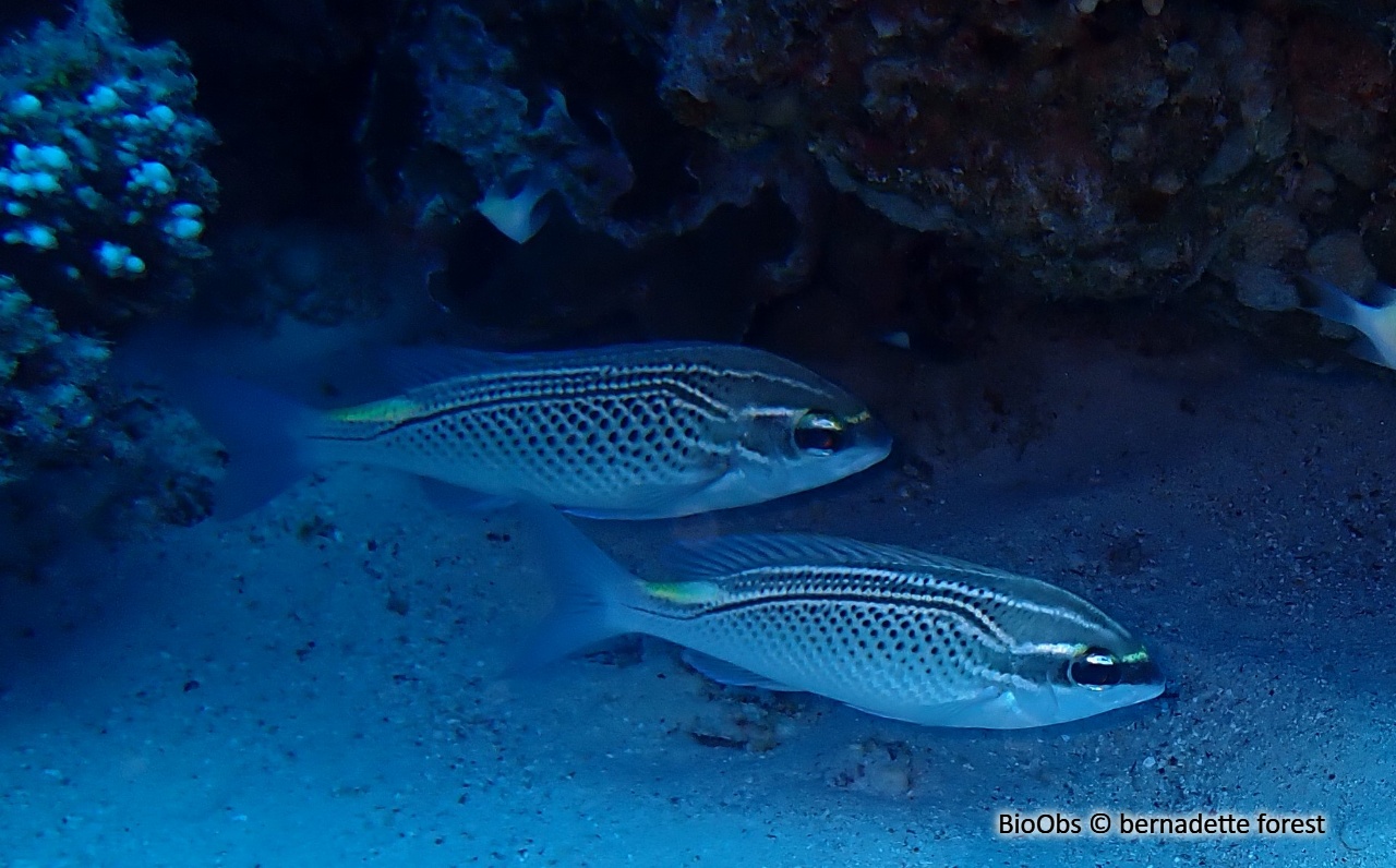 Brème de mer arabe - Scolopsis ghanam - bernadette forest - BioObs