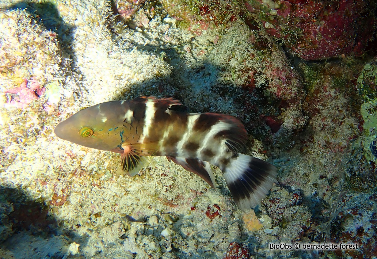 Vieille rayée - Cheilinus fasciatus - bernadette forest - BioObs