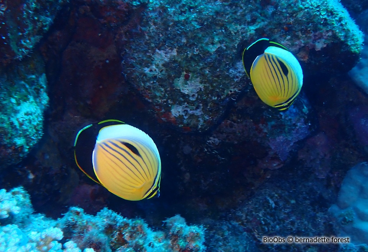 Poisson-papillon côtelé de mer Rouge - Chaetodon austriacus - bernadette forest - BioObs