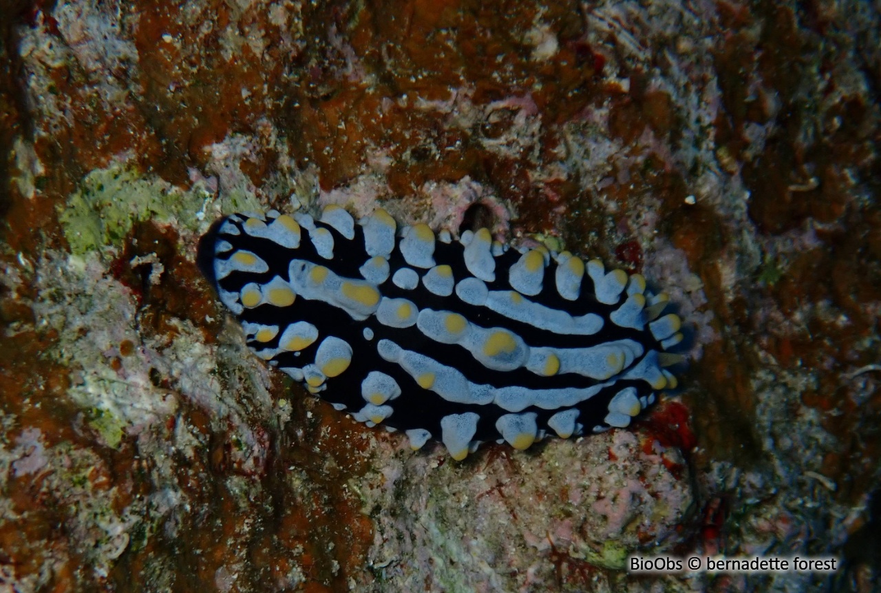 Phyllidie verruqueuse - Phyllidia varicosa - bernadette forest - BioObs