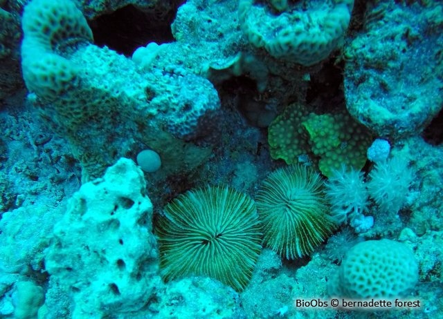 Corail champignon - Fungia fungites - bernadette forest - BioObs