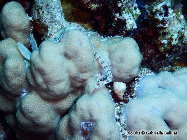 Syngnathe à réseaux - Corythoichthys flavofasciatus /conspicillatus - bernadette forest - BioObs