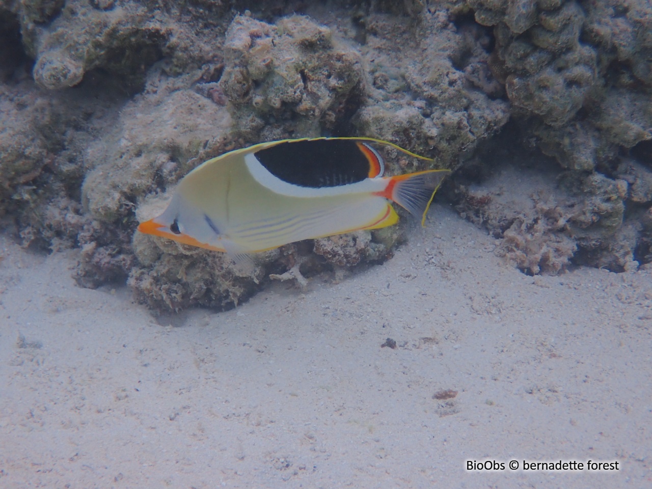 Poisson-papillon à selle noire - Chaetodon ephippium - bernadette forest - BioObs