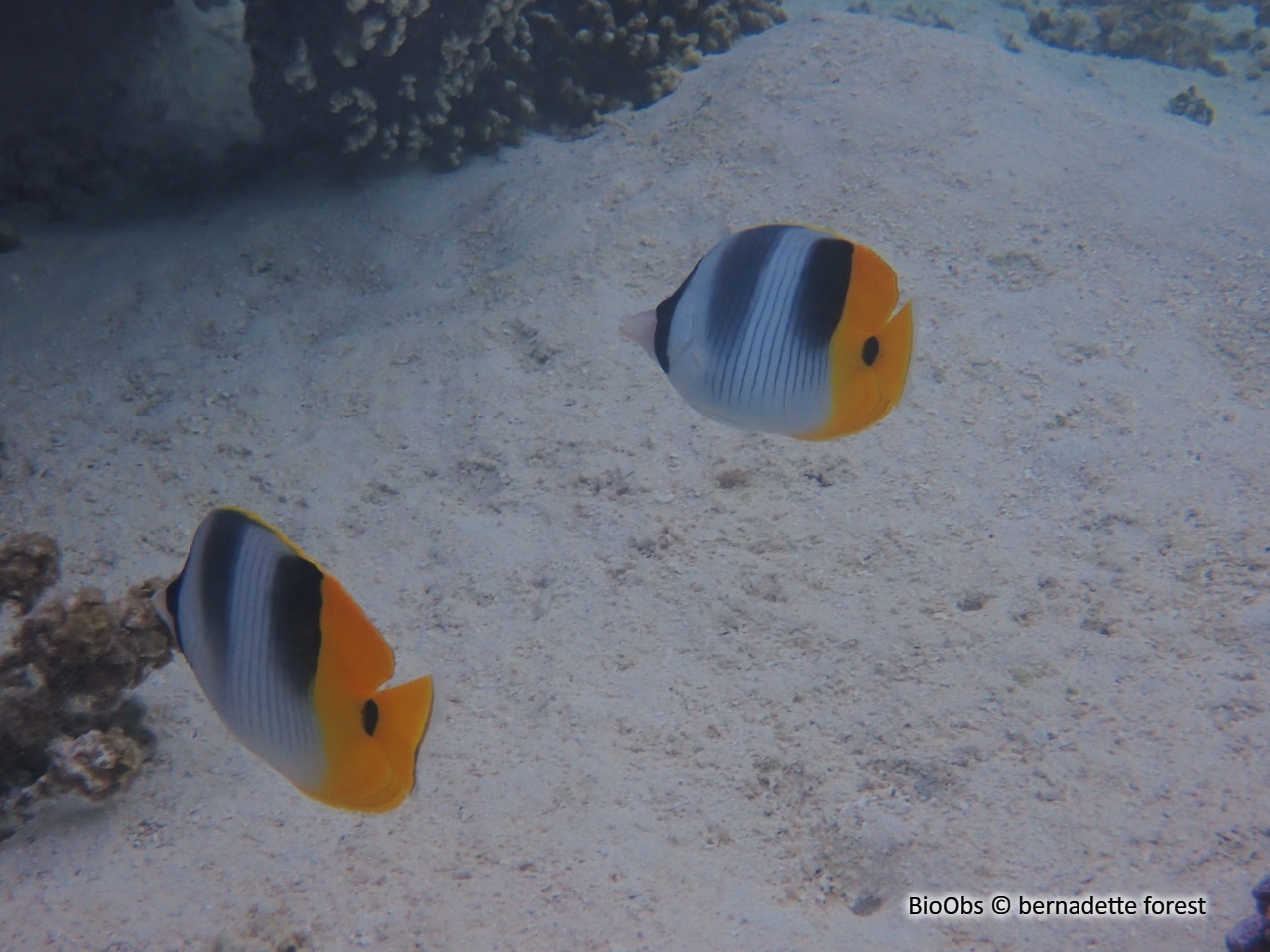 Poisson-papillon à 2 selles du pacifique - Chaetodon ulietensis - bernadette forest - BioObs