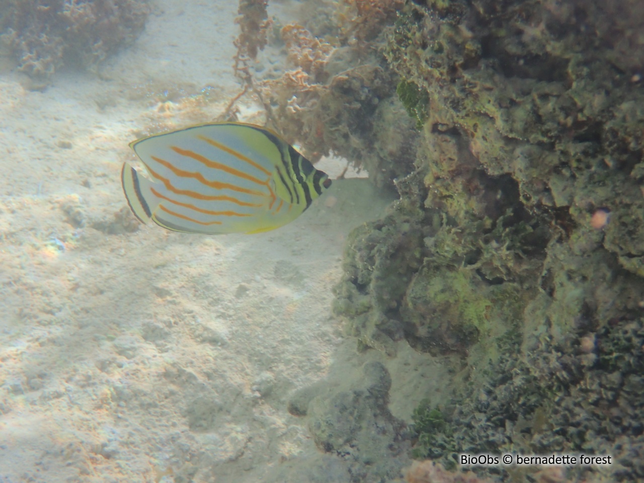 Poisson-papillon orné - Chaetodon ornatissimus - bernadette forest - BioObs
