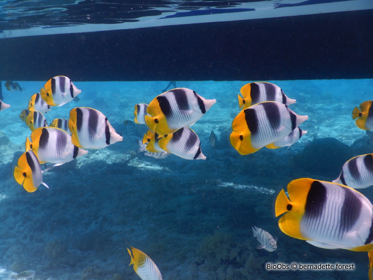 Poisson-papillon à 2 selles du pacifique - Chaetodon ulietensis - bernadette forest - BioObs