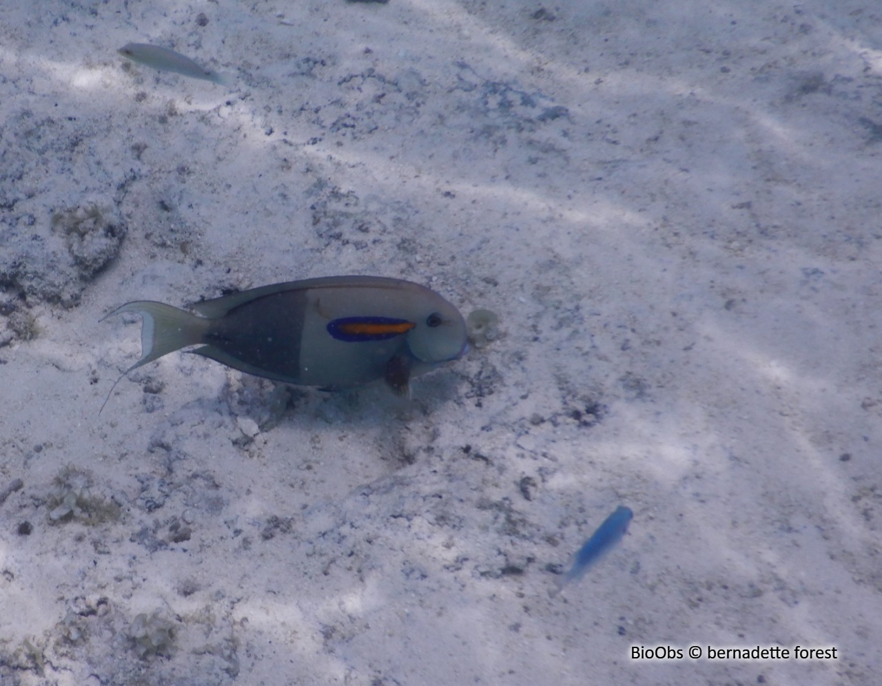 Chirurgien à épaulettes - Acanthurus olivaceus - bernadette forest - BioObs
