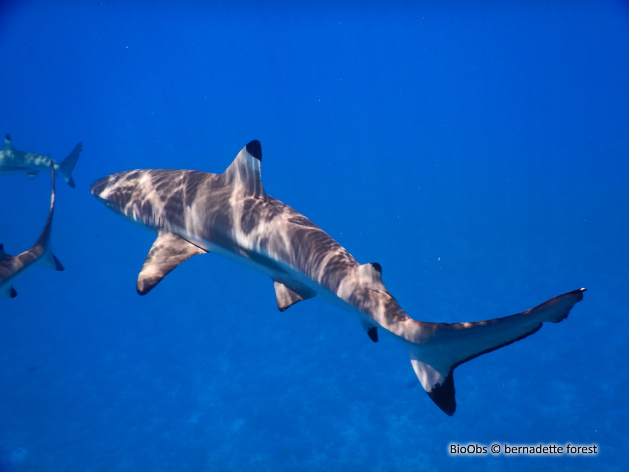 Requin à pointes noires - Carcharhinus melanopterus - bernadette forest - BioObs